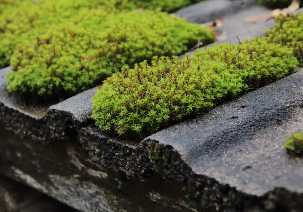 how algae and moss impact your property and how to remove them